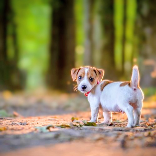 Jack Russell puppy walking