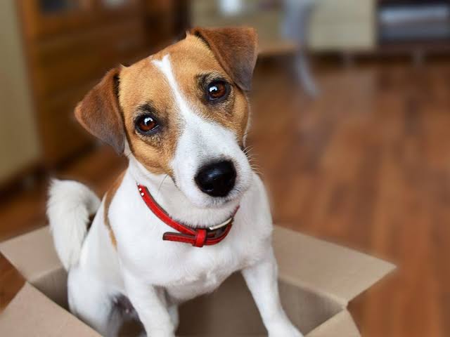 Jack Russell in box