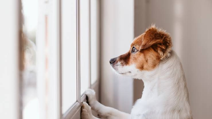 Jack Russell looking out window