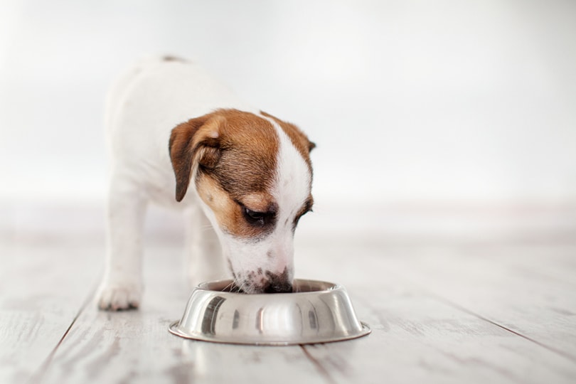 Jack Russell puppy eating