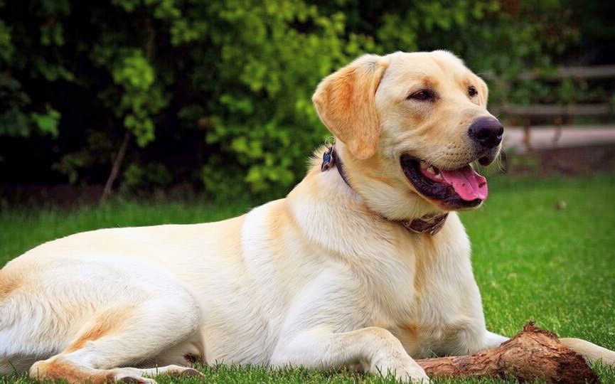 Labrador lying on green grass