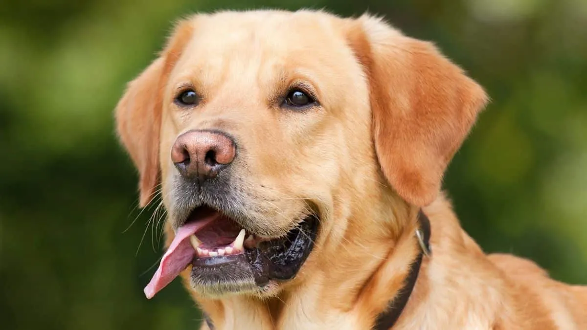 Labrador face close-up