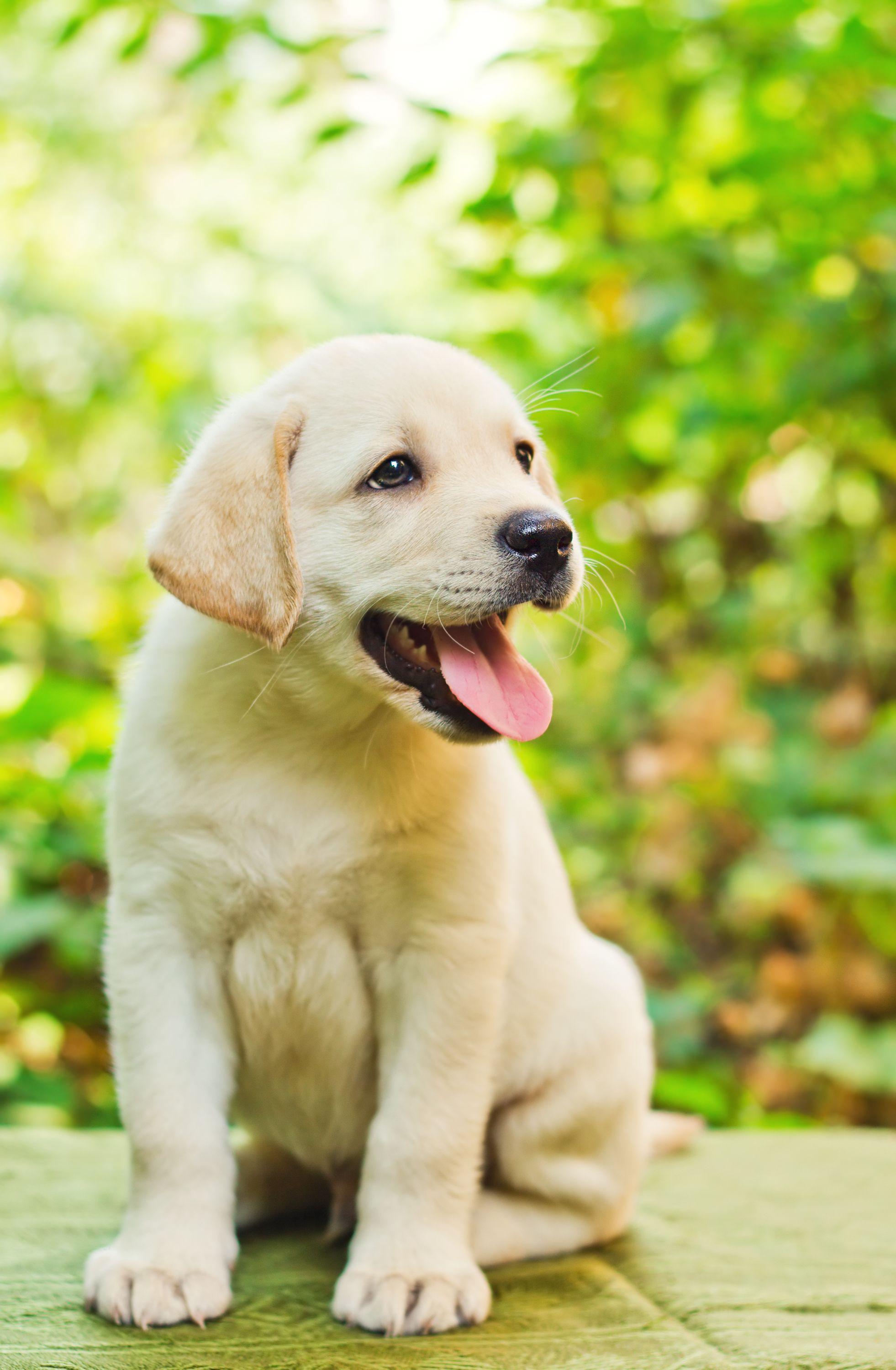 Adorable Labrador puppy