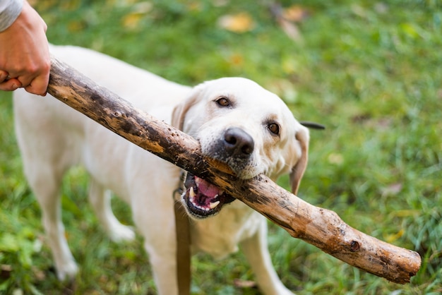 Labrador playing fetch outdoors