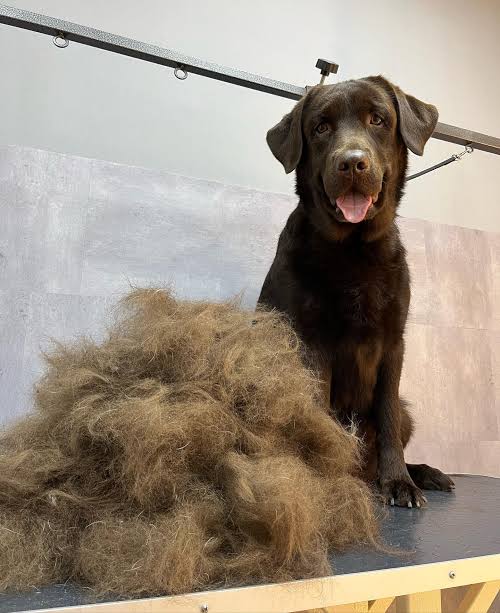Labrador with lots of shed fur after grooming