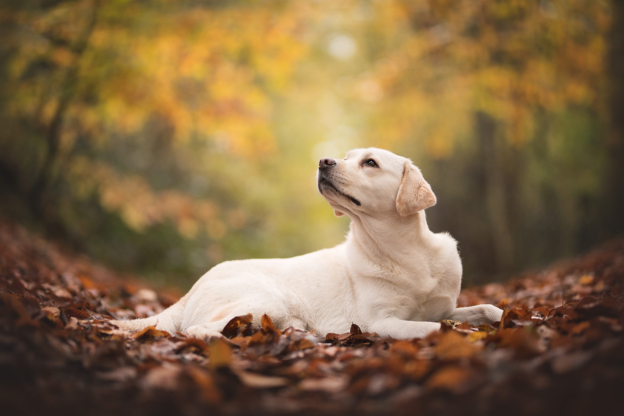 Labrador in autumn leaves