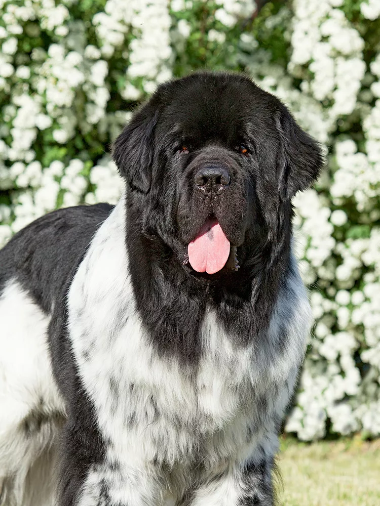 Black and white Newfoundland with flowers