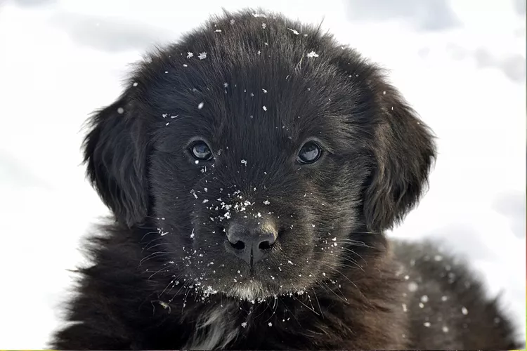Newfoundland puppy face closeup in snow