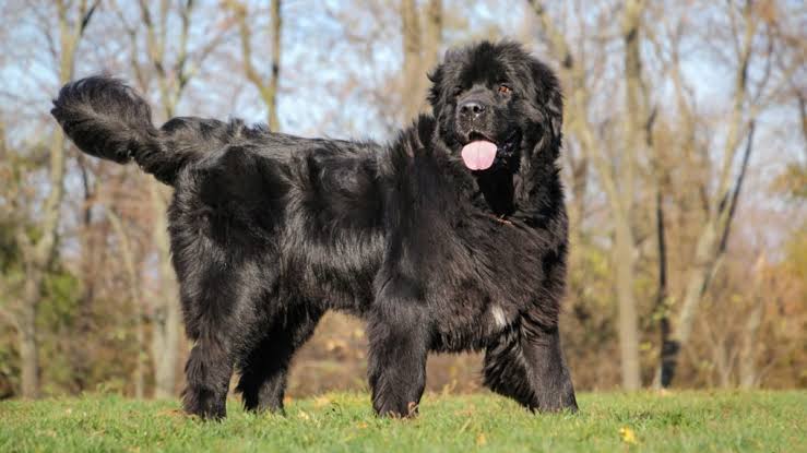 Are Newfoundlands Hypoallergenic? No, here's why