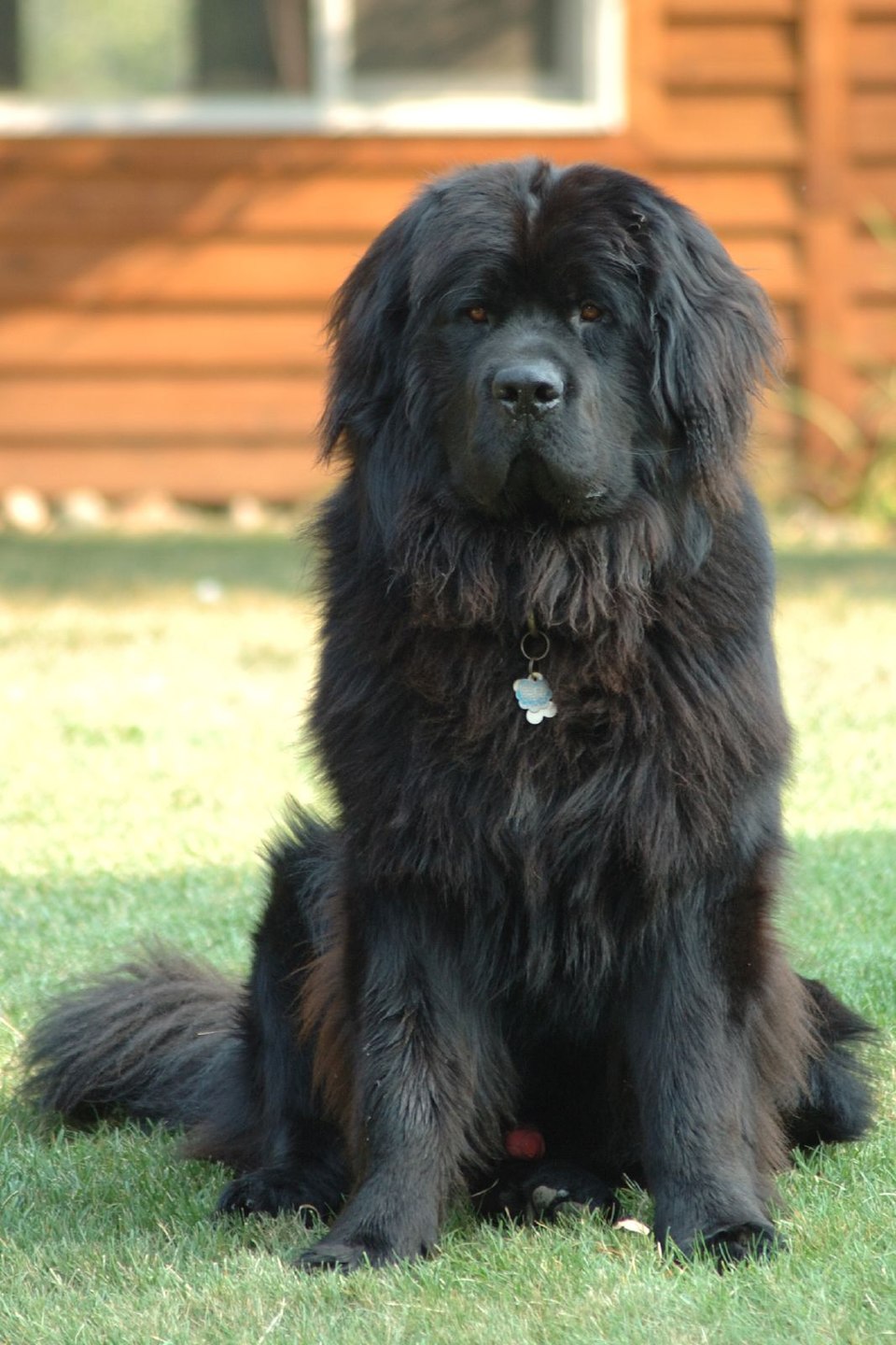 Newfoundland sitting outside