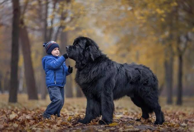 Newfoundland with boy in autumn forest
