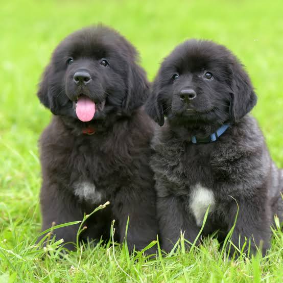 Two Newfoundland puppies on grass