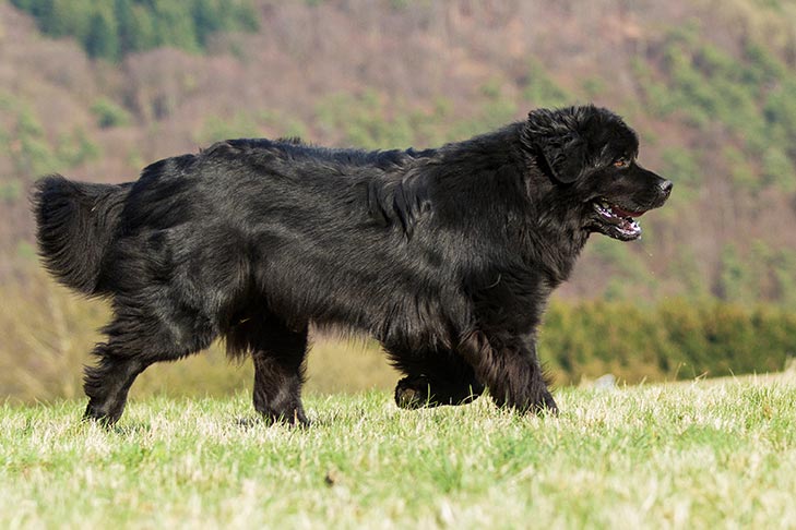 Newfoundland running in field