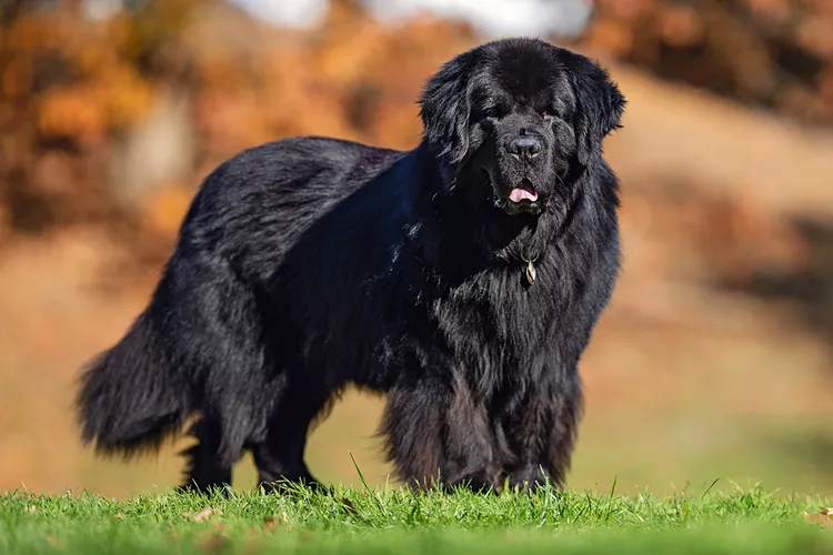 Black Newfoundland standing on grass