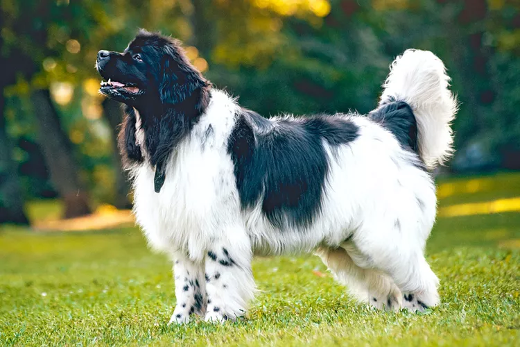 Black and white Newfoundland profile
