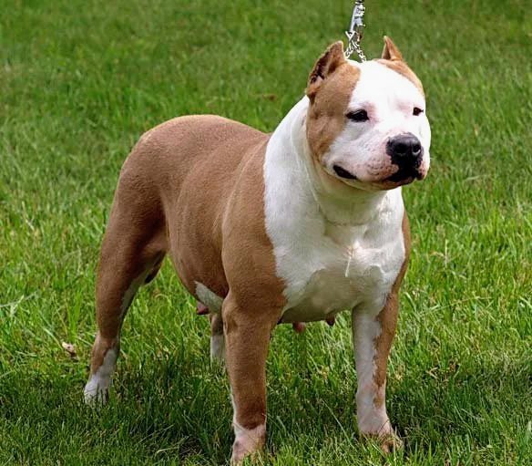 Female Pitbull on grass