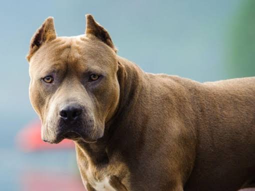 Brown Pitbull close-up portrait