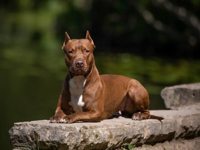 Brown Pitbull resting outdoors