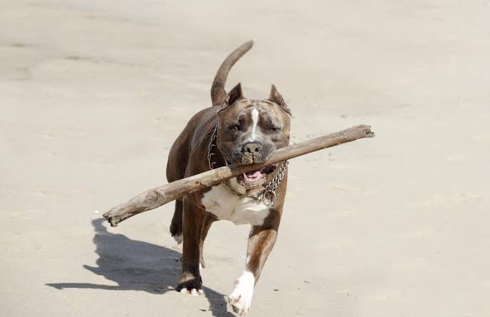 Pitbull running with a stick
