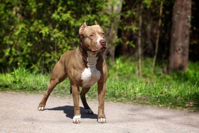 Pitbull walking on road