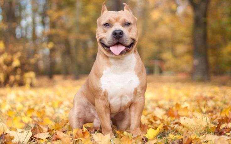 Happy Pitbull in autumn forest
