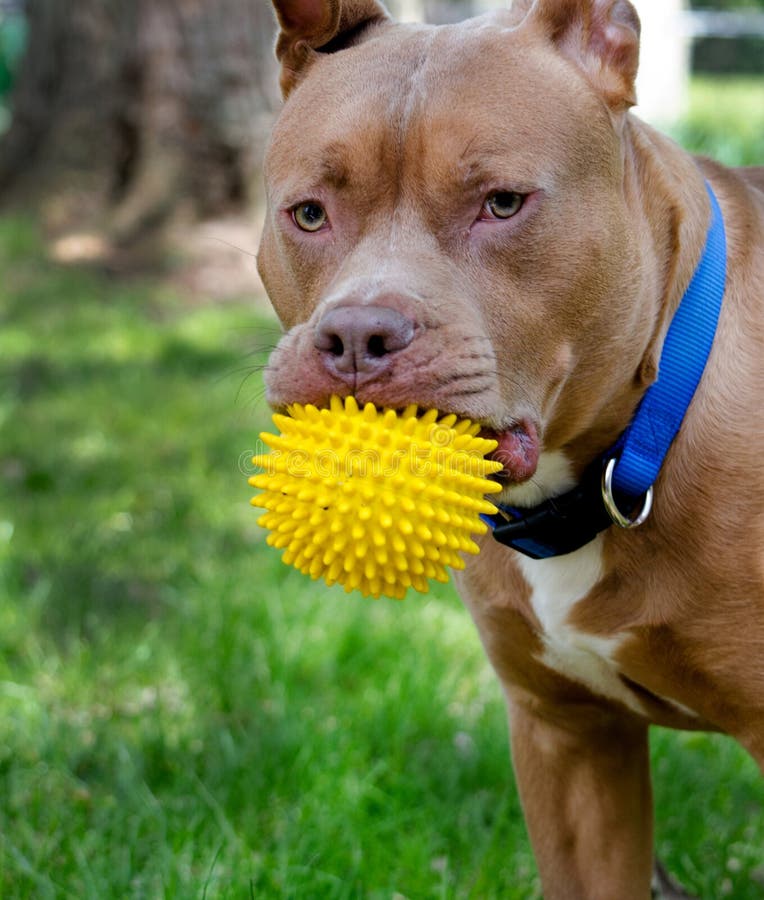 Pitbull with yellow ball