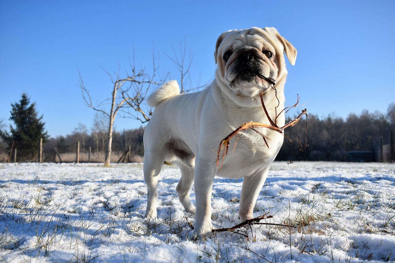 Pug in winter