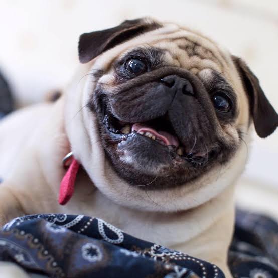 Pug smiling close up