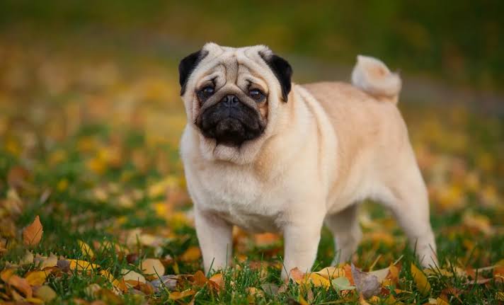 Pug in autumn outdoors