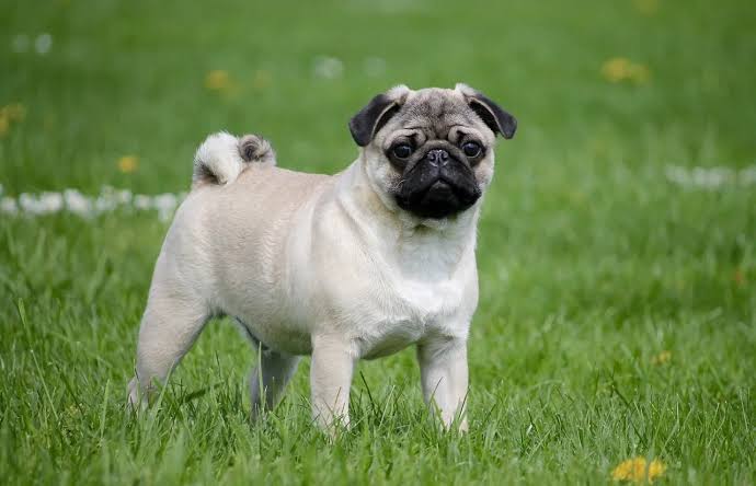 Are pugs hypoallergenic? No, here's why