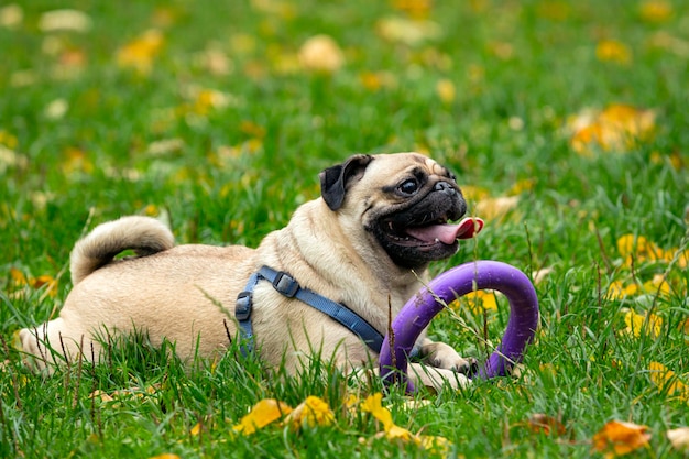 Young Pug playing
