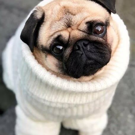 Pug in white sweater