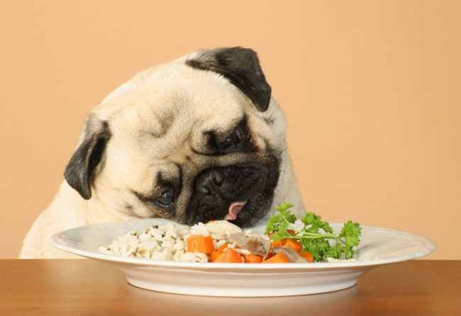 Pug eating