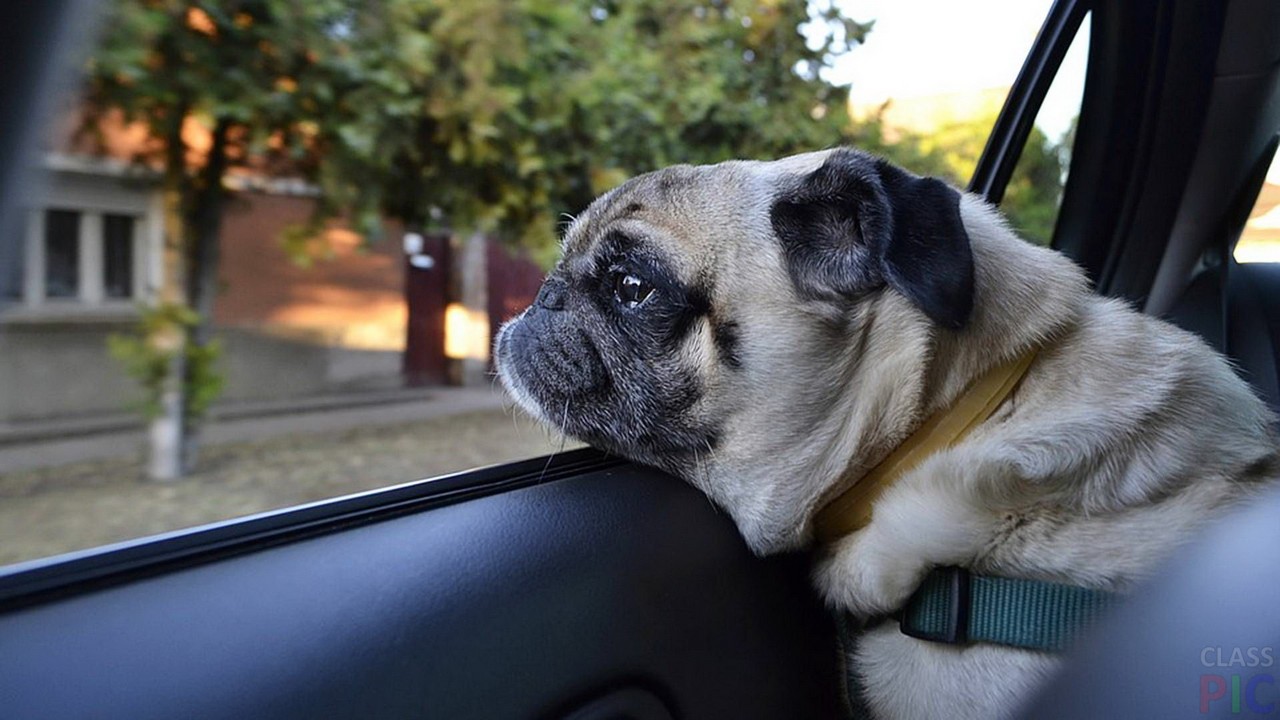 Pug looking out car window