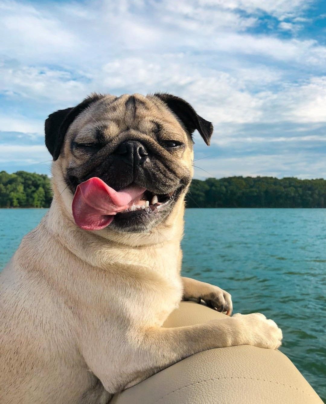 Happy Pug on boat