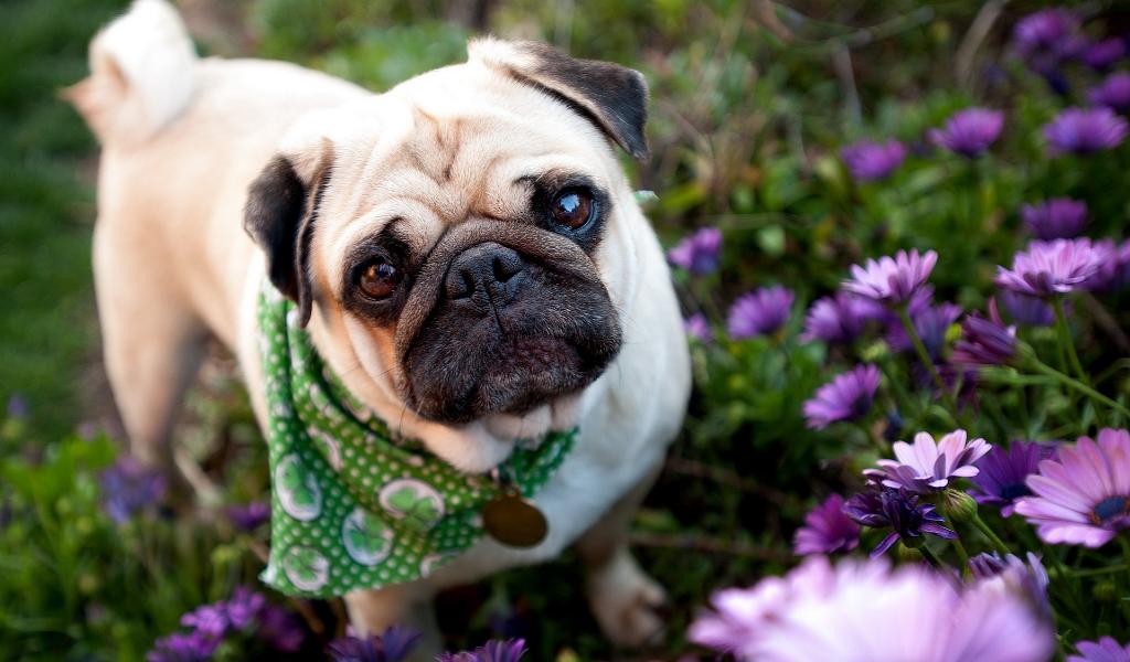 Pug among purple flowers