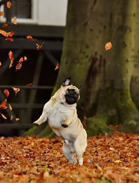 Pug playing in autumn leaves