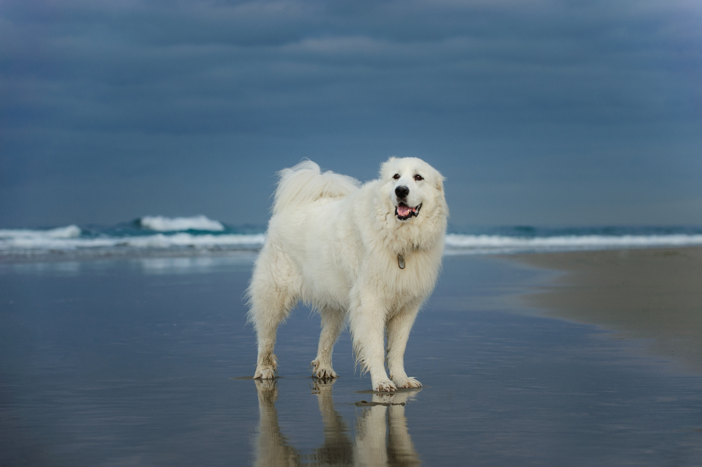 Great Pyrenees at beach