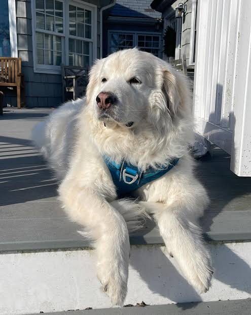 Sleepy Great Pyrenees