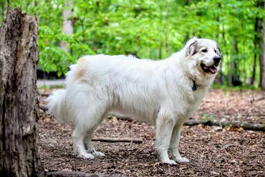 Are Newfoundlands Hypoallergenic? No, here's why