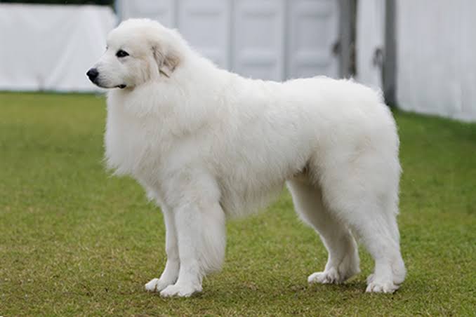 Great Pyrenees outdoor