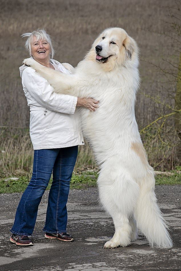 Great Pyrenees with owner