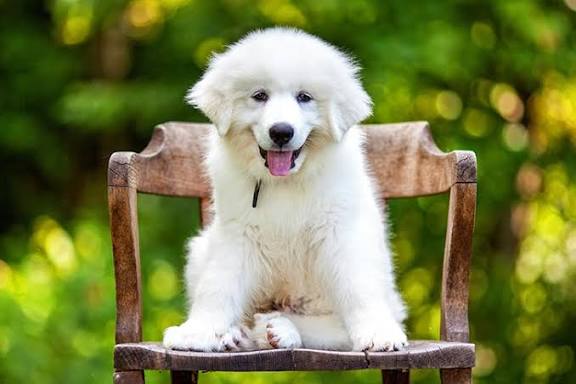 Great Pyrenees puppy