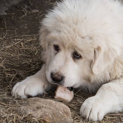 Great Pyrenees eating