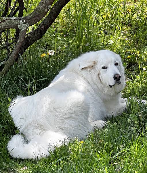 Great Pyrenees looking back