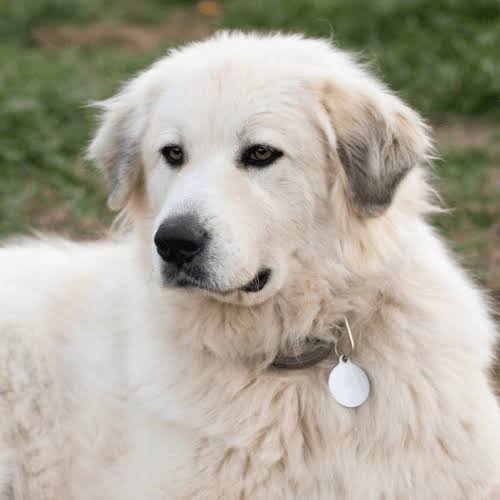 Great Pyrenees portrait