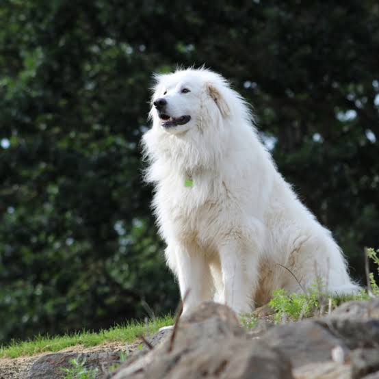Great Pyrenees sitting