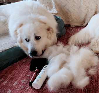 Great Pyrenees grooming