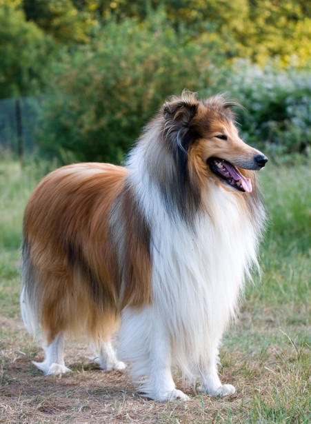 Beautiful Rough Collie portrait