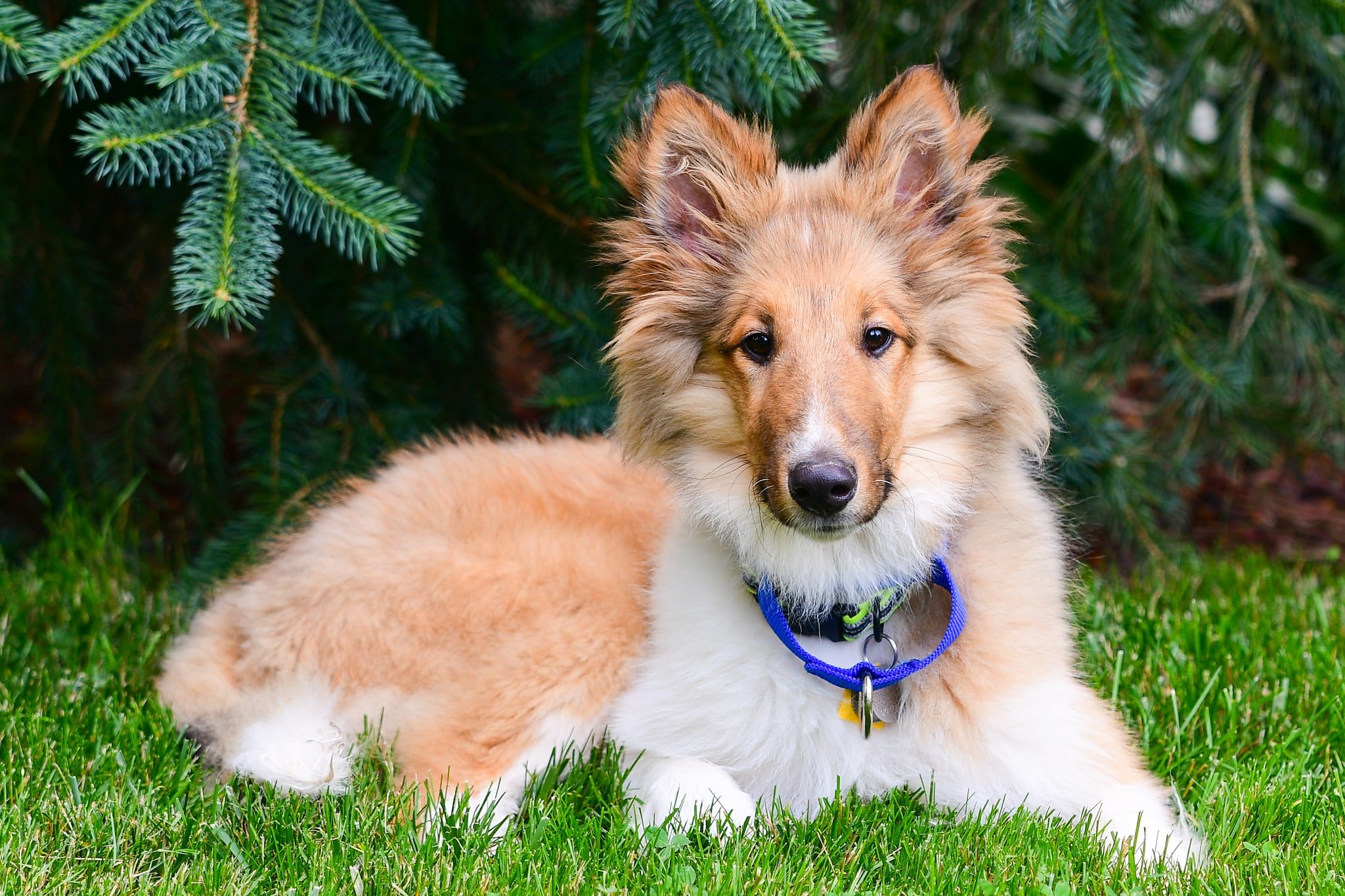 Adorable Rough Collie puppy